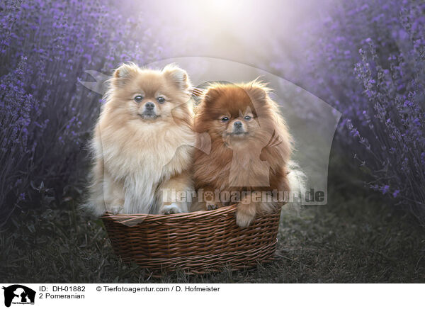 2 Pomeranian / DH-01882