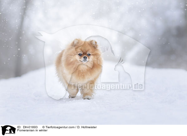Zwergspitz im Winter / Pomeranian in winter / DH-01893