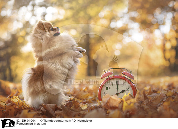 Pomeranian in autumn / DH-01904