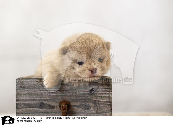 Pomeranian Puppy / MW-27232