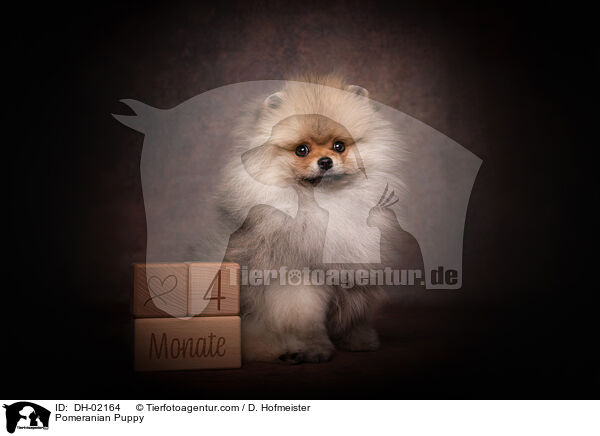 Zwergspitz Welpe / Pomeranian Puppy / DH-02164
