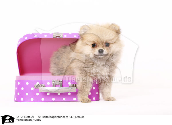 Pomeranian Puppy / JH-29529