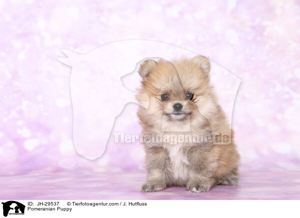 Pomeranian Puppy / JH-29537