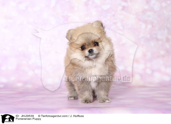 Pomeranian Puppy / JH-29539