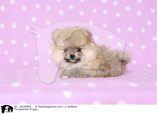 Pomeranian Puppy / JH-29550