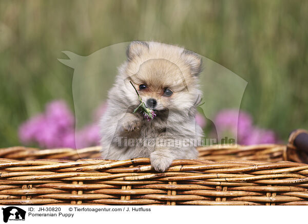 Pomeranian Puppy / JH-30820