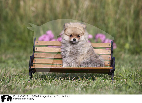 Pomeranian Puppy / JH-30827