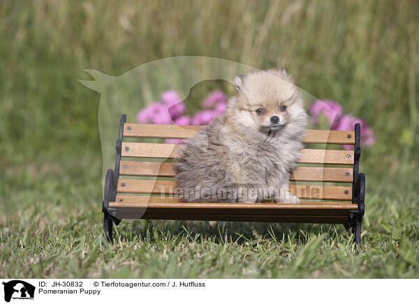 Pomeranian Puppy / JH-30832