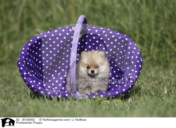 Pomeranian Puppy / JH-30852