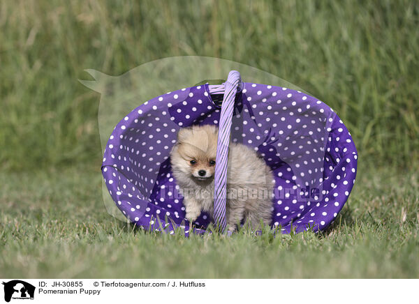 Pomeranian Puppy / JH-30855