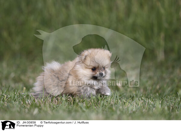 Pomeranian Puppy / JH-30858