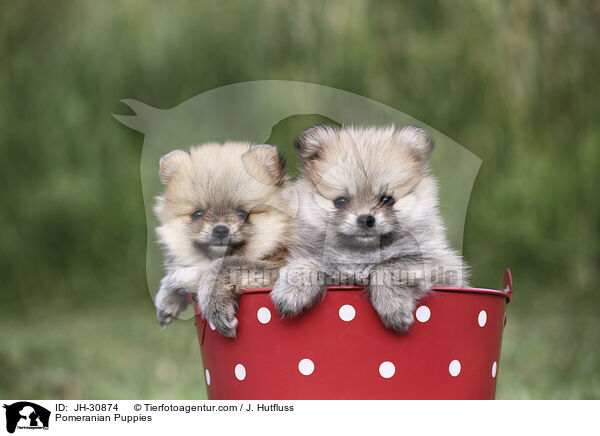 Pomeranian Puppies / JH-30874