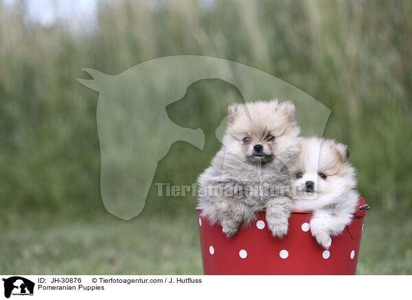 Pomeranian Puppies / JH-30876
