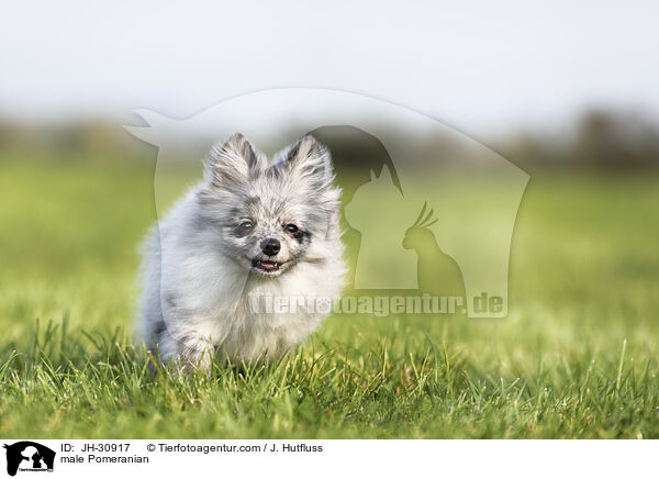 male Pomeranian / JH-30917