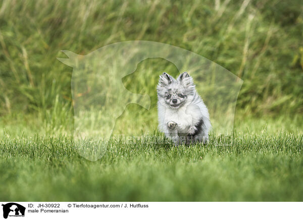 male Pomeranian / JH-30922