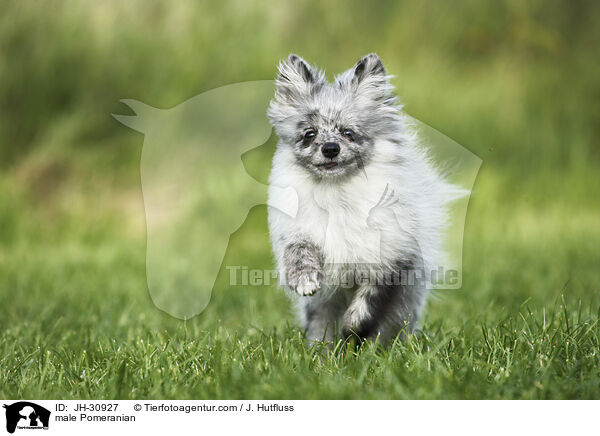 male Pomeranian / JH-30927