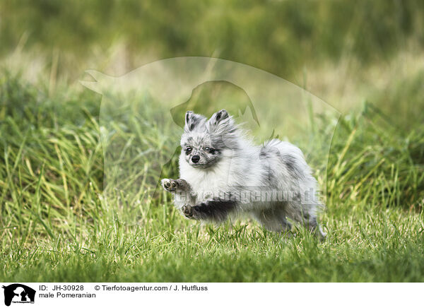 male Pomeranian / JH-30928