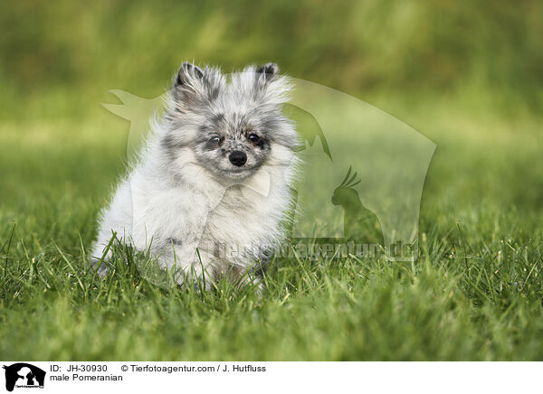 male Pomeranian / JH-30930