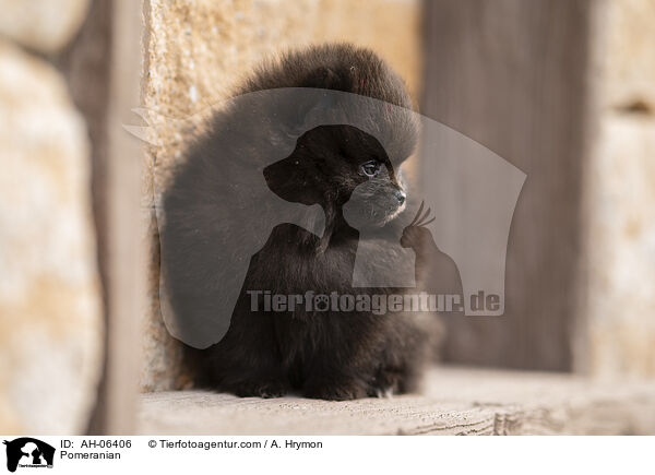 Zwergspitz / Pomeranian / AH-06406