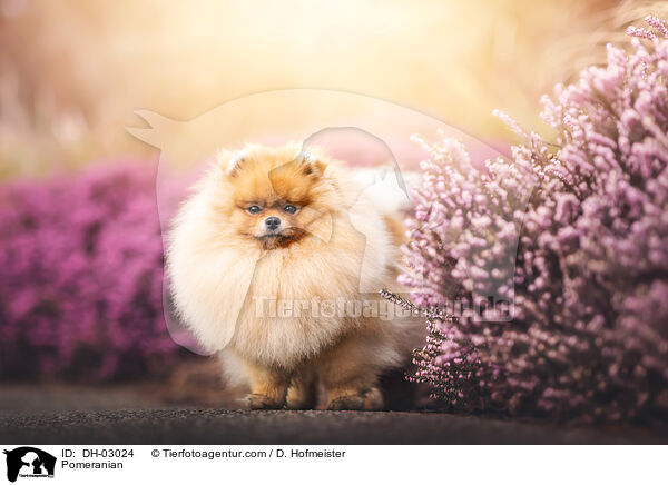 Pomeranian / DH-03024