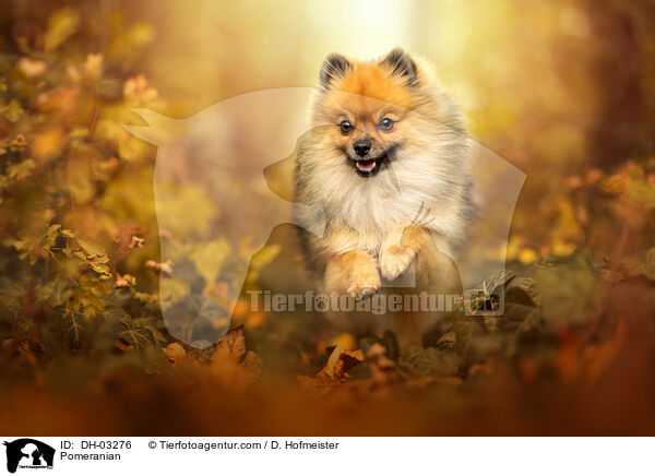 Zwergspitz / Pomeranian / DH-03276