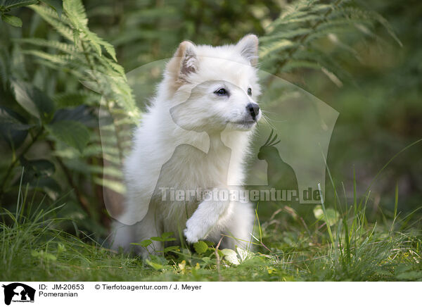 Zwergspitz / Pomeranian / JM-20653