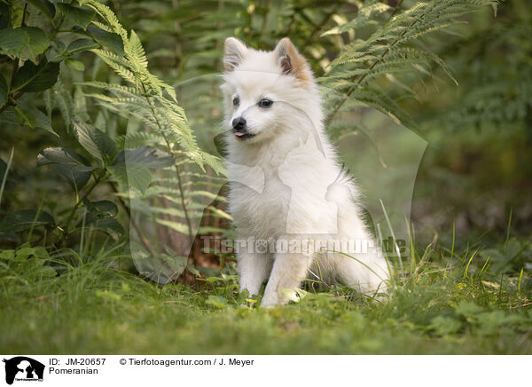 Zwergspitz / Pomeranian / JM-20657