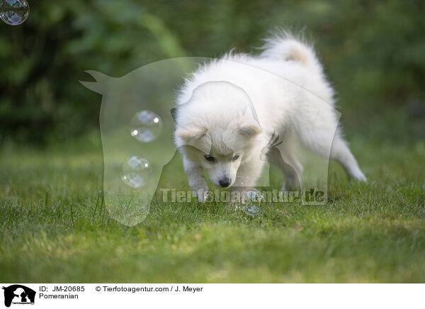 Zwergspitz / Pomeranian / JM-20685