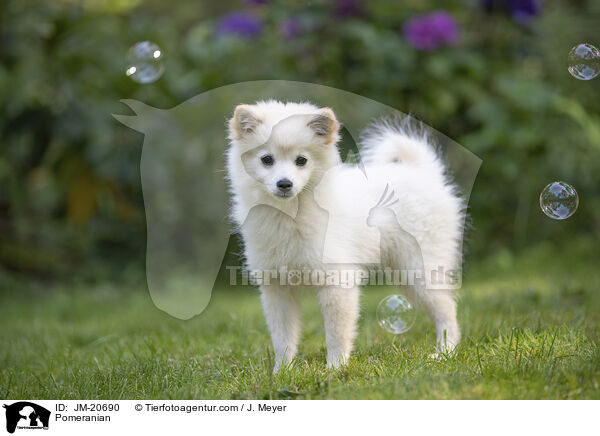 Zwergspitz / Pomeranian / JM-20690