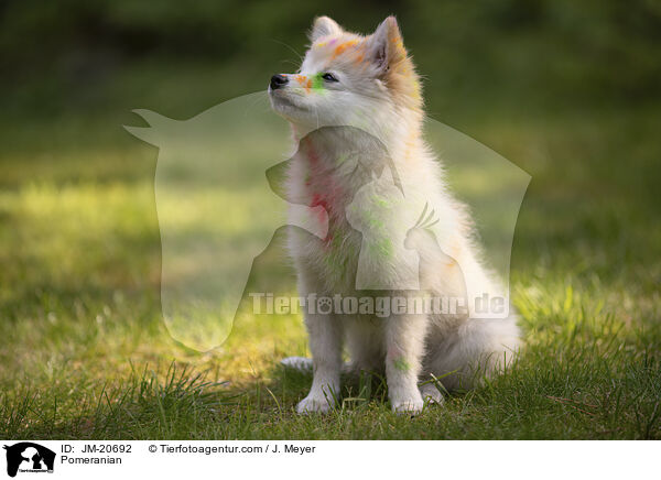 Zwergspitz / Pomeranian / JM-20692