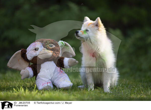 Zwergspitz / Pomeranian / JM-20705