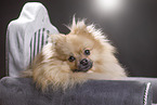 lying Pomeranian