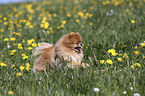 running Pomeranian