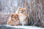 2 Pomeranians