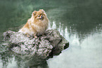 Pomeranian in summer