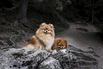 2 Pomeranian