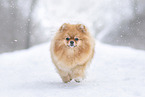 Pomeranian in winter