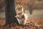 Pomeranian in autumn
