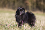 black Pomeranian