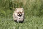 Pomeranian Puppy