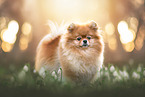 Pomeranian