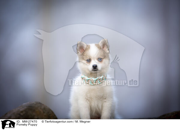 Pomsky Puppy / MW-27470