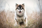 sitting young Pomsky