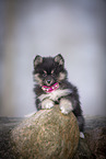 Pomsky Puppy