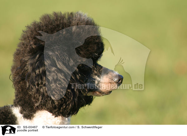 Harlekin Pudel Portrait / poodle portrait / SS-00467