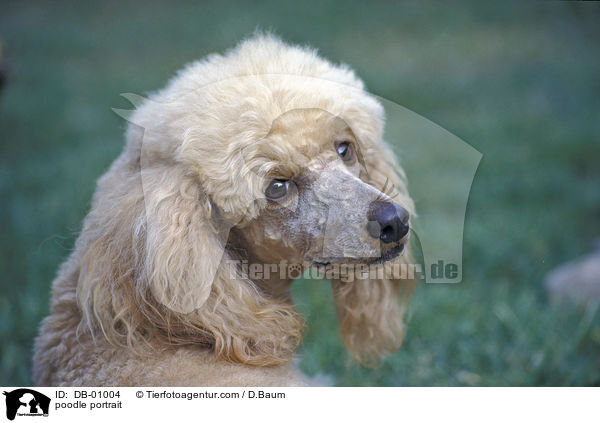 Pudel Portrait / poodle portrait / DB-01004