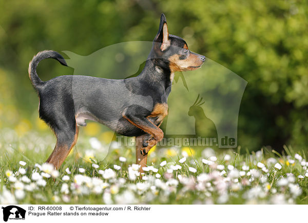 Prague Ratter stands on meadow / RR-60008