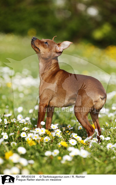 Prague Ratter stands on meadow / RR-60039