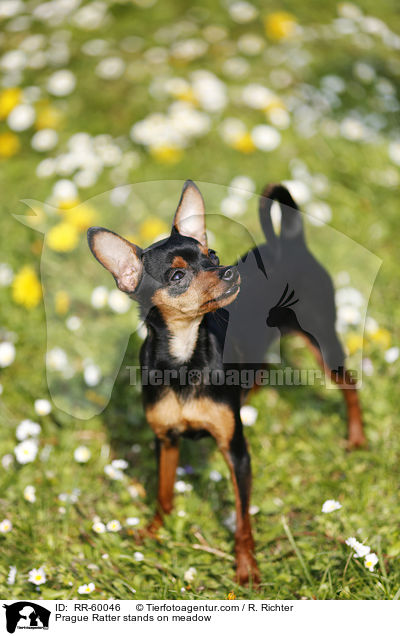 Prague Ratter stands on meadow / RR-60046