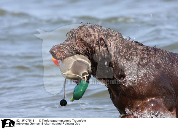 apportierender Pudelpointer / retrieving German Broken-coated Pointing Dog / IF-07518